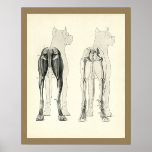 Poster Chien Leg Skeleton Muscle Anatomie Imprimer