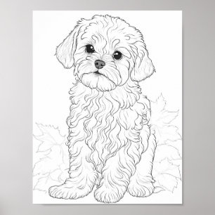 Poster Chien maltais Couleur adulte