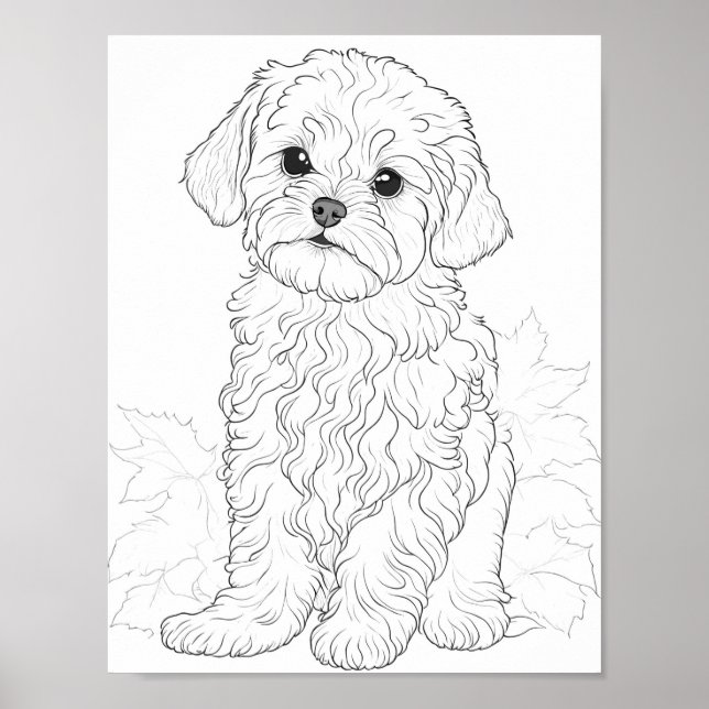 Poster Chien maltais Couleur adulte (Devant)