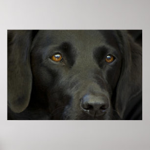 Poster Chien noir du Labrador