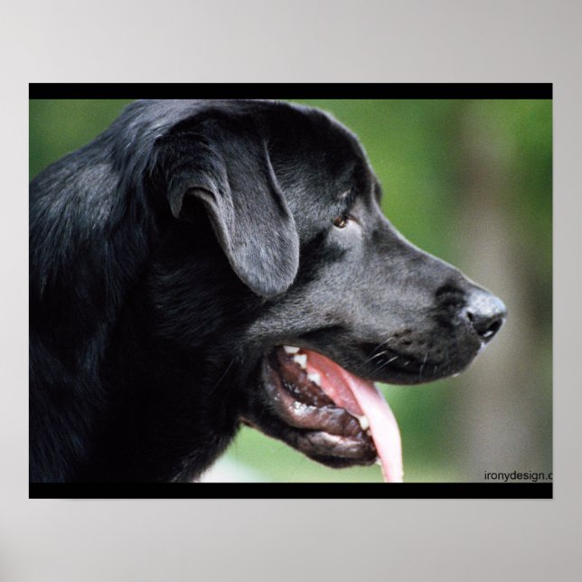 Poster Chien noir du Labrador (Devant)