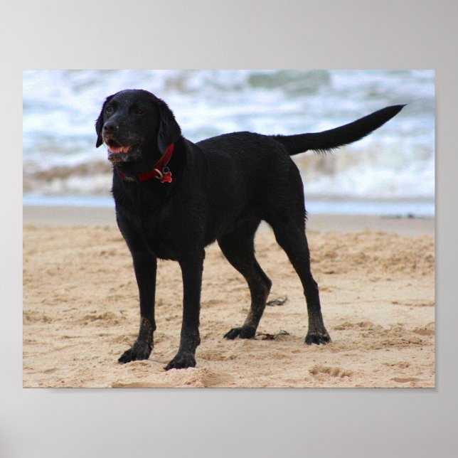Poster Chien noir du Labrador (Devant)