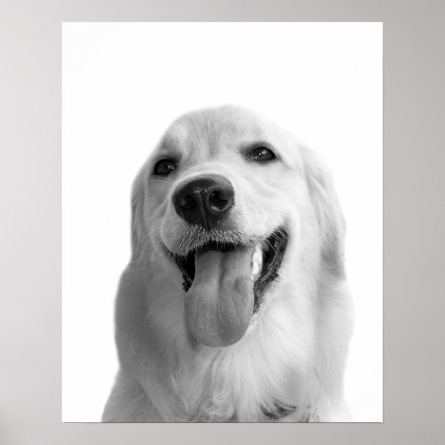 Poster Chien noir et blanc animal peekabot photo (Devant)