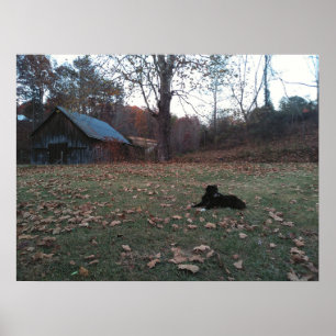 Poster Chien noir par la grange d'automne