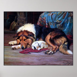 Poster Chien orphelin secouru par un colley - copie