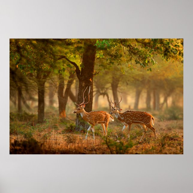 Poster Chien ou cheetal, axe Axe, cerfs tachetés ou axi (Devant)