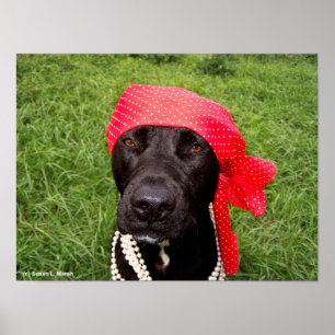 Poster Chien pirate, laboratoire noir, mouchoir rouge her