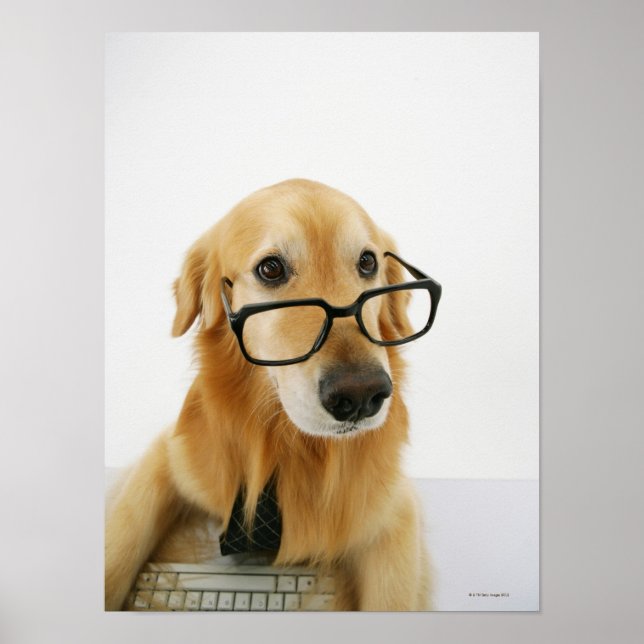 Poster Chien portant cravate et lunettes assis sur sa cha (Devant)