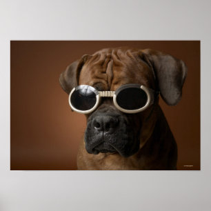 Poster Chien portant des lunettes de soleil