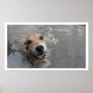 Poster Chien qui regarde vers le haut