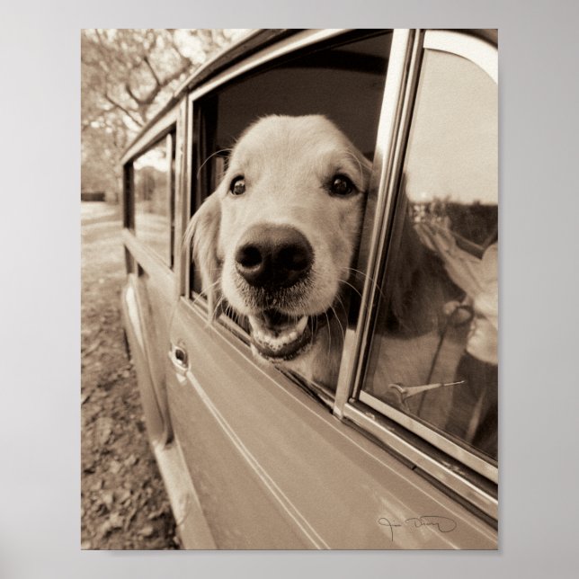 Poster Chien regardant dehors une fenêtre de voiture (Devant)