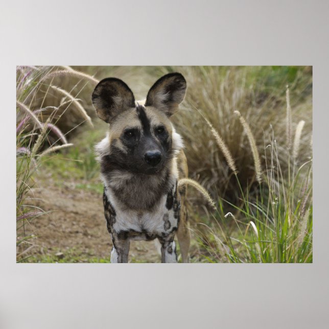 Poster Chien sauvage africain (Devant)