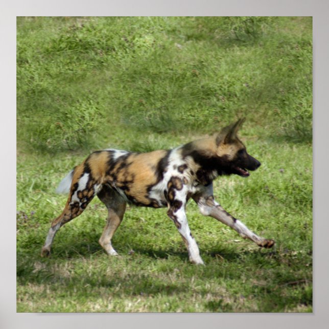 Poster Chien sauvage africain (Devant)