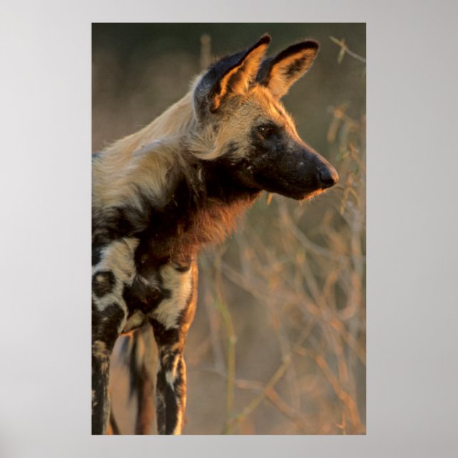 Poster Chien sauvage africain (Lycaon Pictus), Kruger (Devant)