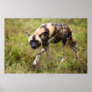 Poster Chien Sauvage Africain (Lycaon Pictus), Madikwe Ga