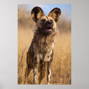 Poster Chien sauvage peint en Afrique