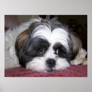 Poster Chien Shih Tzu