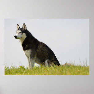 Poster Chien sibérien Husky, superbe photographie