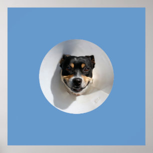 Poster Chien souriant drôle
