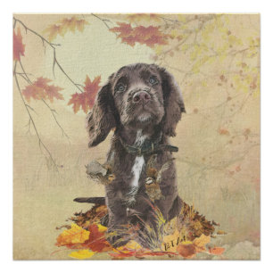 Poster Chien spaniel spaniel cocker au chocolat