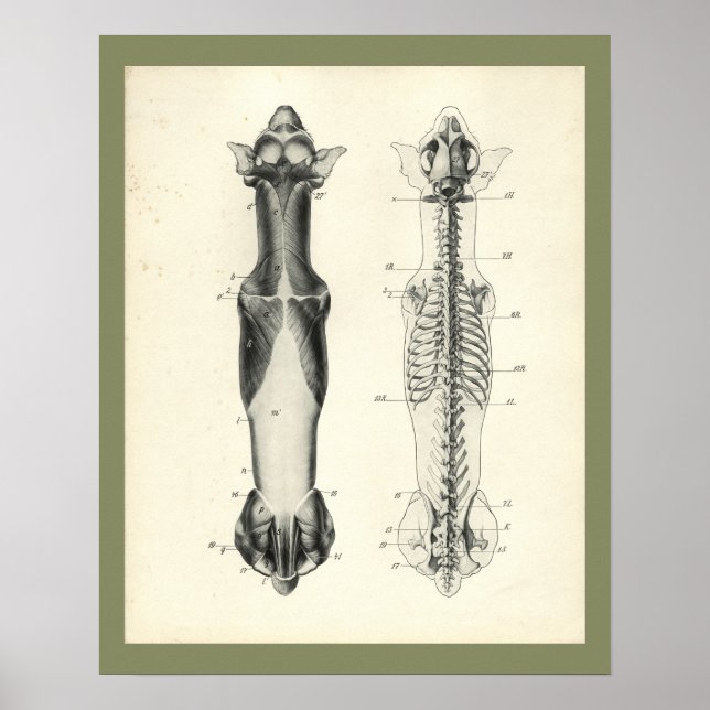 Poster Chien Squelette colonne vertébrale Muscles Anatomi (Devant)