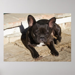 Poster Chien-taureau français fatigué