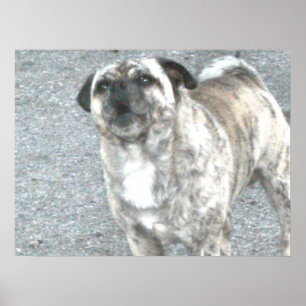 Poster Chien taureau qui aboie