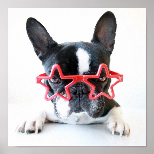 Poster Chien-taureaux Français Avec Lunettes Red Star (Devant)