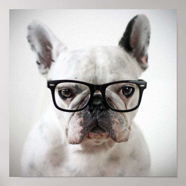Poster Chien-taureaux français portant des lunettes d'oei (Devant)