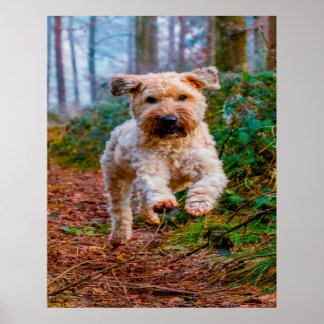 Poster Chien Terrier Wheaten.