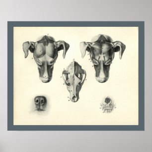 Poster Chien Vétérinaire Crâne Muscle Muscle Anatomie Imp