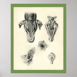 Poster Chien Vétérinaire Crâne Muscle Muscle Anatomie Imp