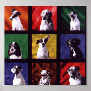 Poster Chiens