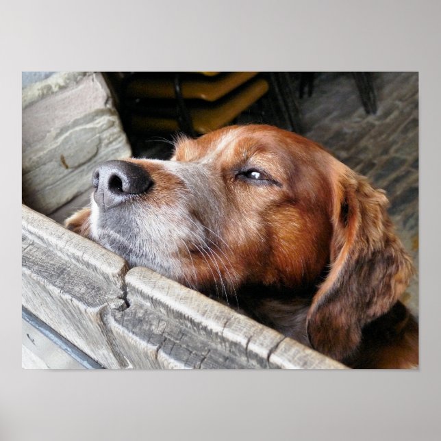 POSTER CHIENS (Devant)