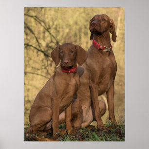 Poster Chiens à dos de Vizsla