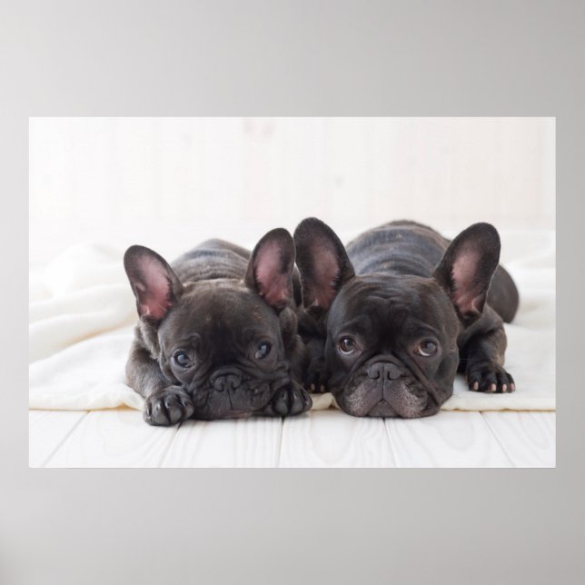 Poster Chiens De Foule Française En Panne (Devant)