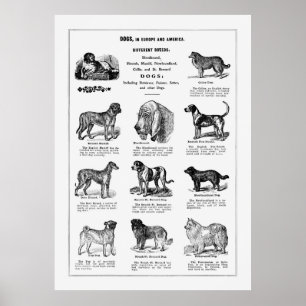 Poster Chiens de races