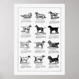 Poster Chiens de races 2