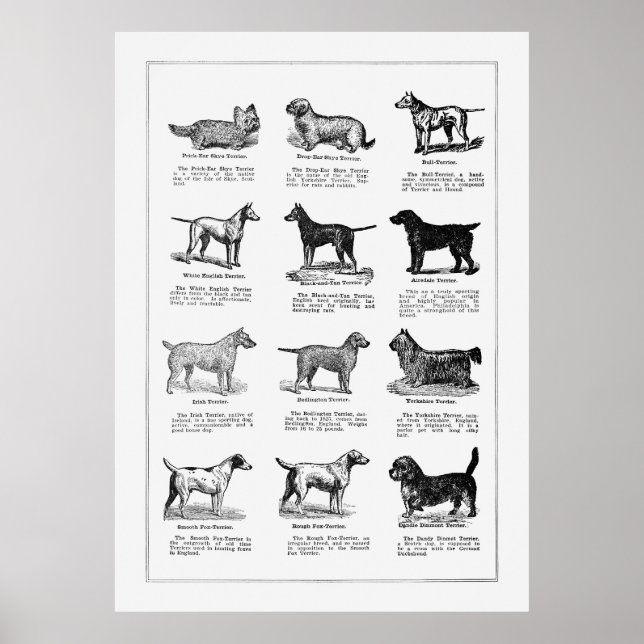 Poster Chiens de races 2 (Devant)