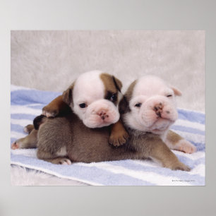 Poster Chiens de taupe