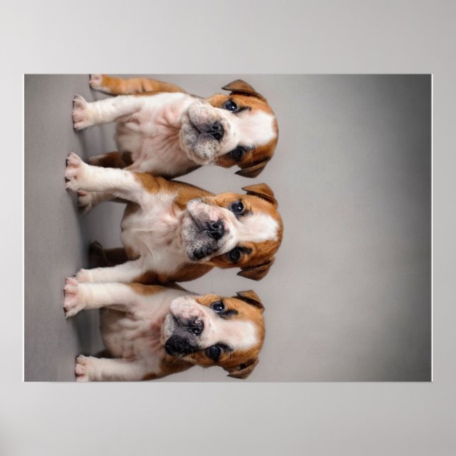 Poster Chiens de taupe mignons | Cadeau Amoureux des chie (Devant)