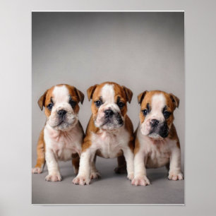 Poster Chiens de taupe mignons Cadeau Amoureux des chie