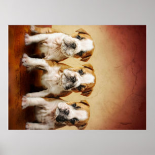 Poster Chiens de taureau anglais vraiment mignons