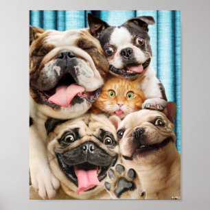 Poster Chiens et photo d'un groupe de chats