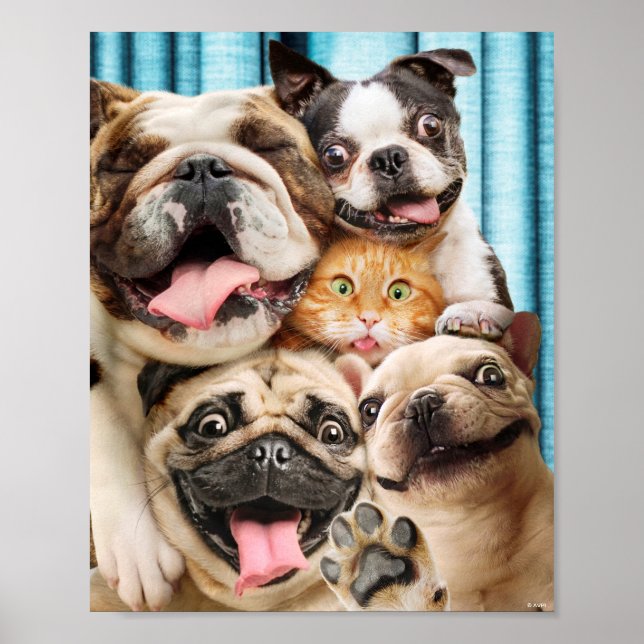 Poster Chiens et photo d'un groupe de chats (Devant)