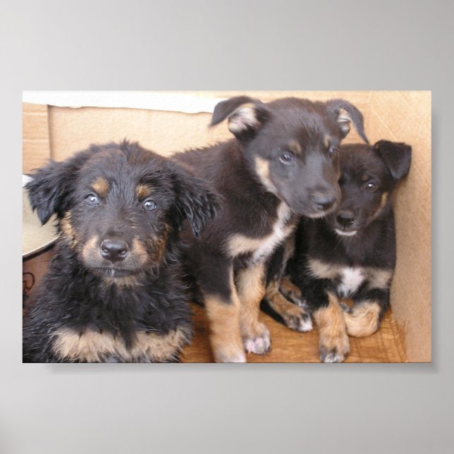 Poster Chiens gratuits (Devant)