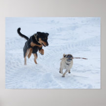 Chiens jouant dans la neige
