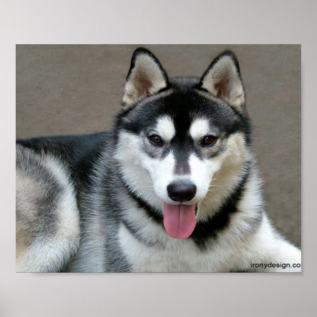 Poster Chiens Malamutes d'Alaska (Devant)