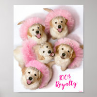 Chiens princes à Tiaras