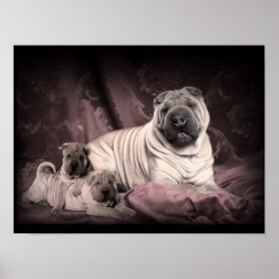 Poster Chiens vintages chinois Shar Pei se lave, Chiens d